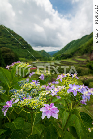 雨降る梅雨の時期にアジサイの花咲く棚田の風景 雨降る梅雨の時期にアジサイの花咲く棚田の風景 91099113
