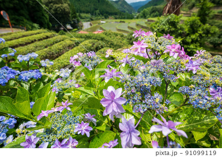 雨降る梅雨の時期にアジサイの花咲く棚田の風景 91099119