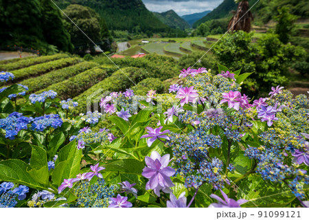 雨降る梅雨の時期にアジサイの花咲く棚田の風景 雨降る梅雨の時期にアジサイの花咲く棚田の風景 91099121