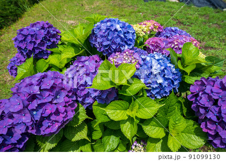 雨降る梅雨の時期にアジサイの花咲く棚田の風景 雨降る梅雨の時期にアジサイの花咲く棚田の風景 91099130