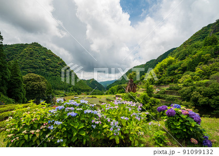 雨降る梅雨の時期にアジサイの花咲く棚田の風景 雨降る梅雨の時期にアジサイの花咲く棚田の風景 91099132