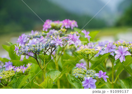 雨降る梅雨の時期にアジサイの花咲く棚田の風景 雨降る梅雨の時期にアジサイの花咲く棚田の風景 91099137