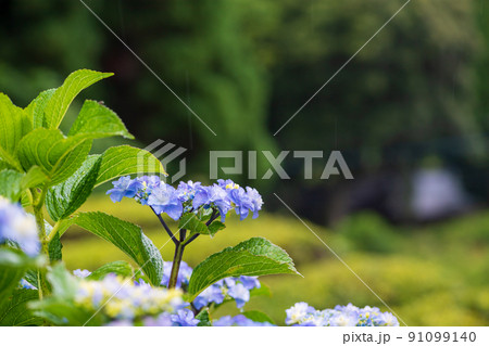 雨降る梅雨の時期にアジサイの花咲く棚田の風景 雨降る梅雨の時期にアジサイの花咲く棚田の風景 91099140