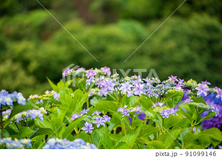 雨降る梅雨の時期にアジサイの花咲く棚田の風景 91099146