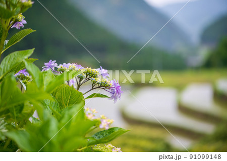 雨降る梅雨の時期にアジサイの花咲く棚田の風景 雨降る梅雨の時期にアジサイの花咲く棚田の風景 91099148