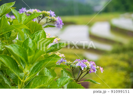 雨降る梅雨の時期にアジサイの花咲く棚田の風景 91099151
