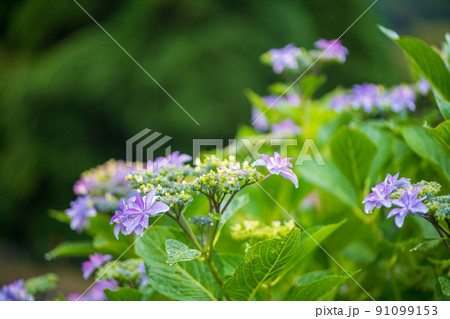 雨降る梅雨の時期にアジサイの花咲く棚田の風景 雨降る梅雨の時期にアジサイの花咲く棚田の風景 91099153