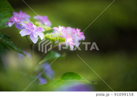 雨降る梅雨の時期にアジサイの花咲く棚田の風景 雨降る梅雨の時期にアジサイの花咲く棚田の風景 91099158