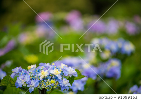 雨降る梅雨の時期にアジサイの花咲く棚田の風景 雨降る梅雨の時期にアジサイの花咲く棚田の風景 91099163