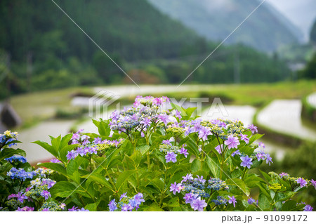 雨降る梅雨の時期にアジサイの花咲く棚田の風景 雨降る梅雨の時期にアジサイの花咲く棚田の風景 91099172
