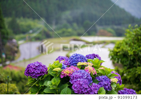 雨降る梅雨の時期にアジサイの花咲く棚田の風景 雨降る梅雨の時期にアジサイの花咲く棚田の風景 91099173