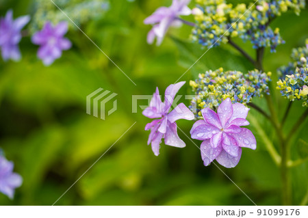 雨降る梅雨の時期にアジサイの花咲く棚田の風景 雨降る梅雨の時期にアジサイの花咲く棚田の風景 91099176