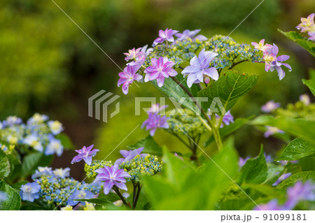 雨降る梅雨の時期にアジサイの花咲く棚田の風景 雨降る梅雨の時期にアジサイの花咲く棚田の風景 91099181