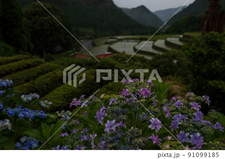 雨降る梅雨の時期にアジサイの花咲く棚田の風景 雨降る梅雨の時期にアジサイの花咲く棚田の風景 91099185