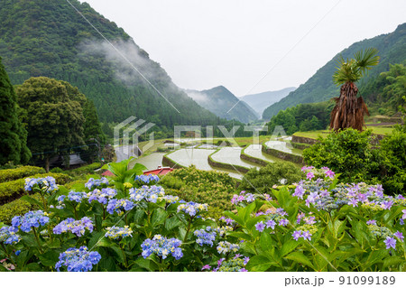雨降る梅雨の時期にアジサイの花咲く棚田の風景 雨降る梅雨の時期にアジサイの花咲く棚田の風景 91099189