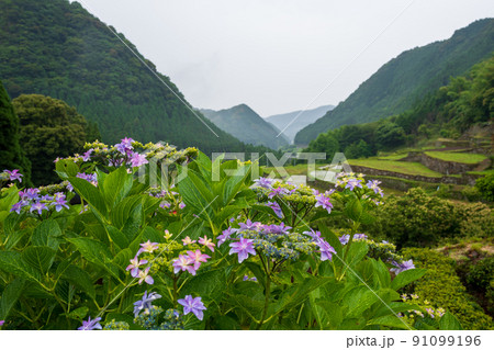 雨降る梅雨の時期にアジサイの花咲く棚田の風景 雨降る梅雨の時期にアジサイの花咲く棚田の風景 91099196