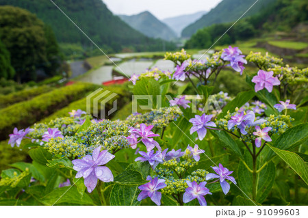 雨降る梅雨の時期にアジサイの花咲く棚田の風景 雨降る梅雨の時期にアジサイの花咲く棚田の風景 91099603