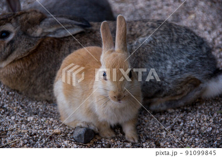 大久野島のウサギ 大久野島のウサギ 91099845