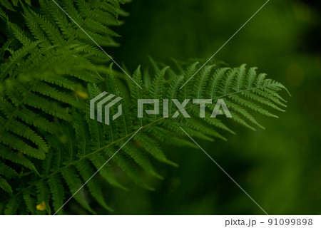 Beautiful leafs of green fern in meadow or forest.  91099898