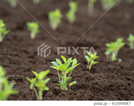 畑に植えたモロヘイヤの苗 畑に植えたモロヘイヤの苗 91099987