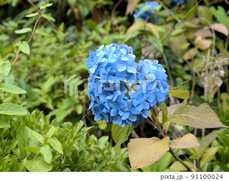 紫陽花 紫陽花 91100024
