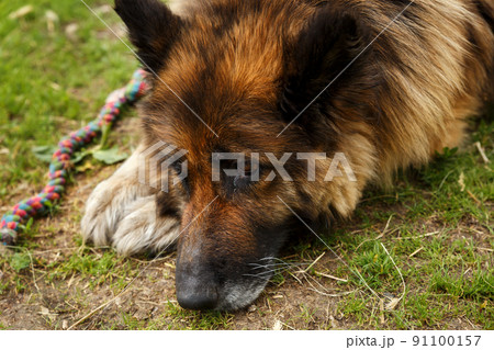 german shepherd dog german shepherd dog 91100157