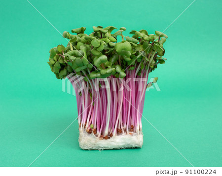 赤軸大根のカイワレ 91100224