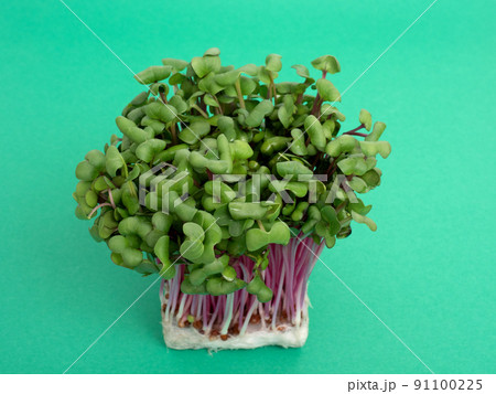 赤軸大根のカイワレ 赤軸大根のカイワレ 91100225