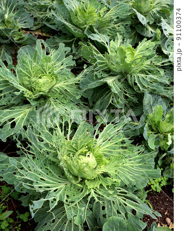 虫に食われたキャベツ畑 91100374