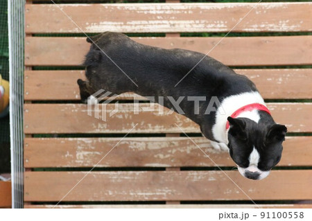 埼玉県毛呂山町のドックランでウッドデッキに上がってお友達を探す可愛い愛犬ボストンテリアのマイティ君♡ 91100558