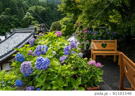 柳谷観音　楊谷寺 91101546