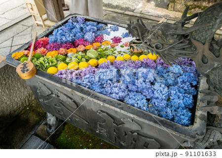 柳谷観音 楊谷寺 あじさい手水 柳谷観音 楊谷寺 あじさい手水 91101633