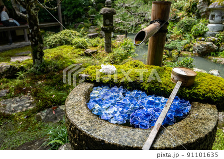 柳谷観音　楊谷寺　あじさい手水 91101635