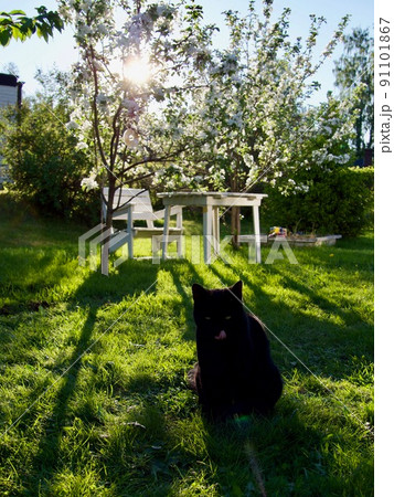 black cat in the garden in evening 91101867