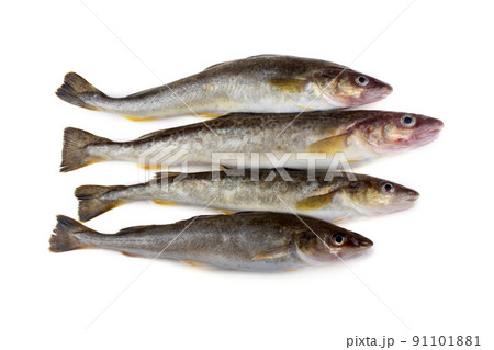 Saffron cod 91101881