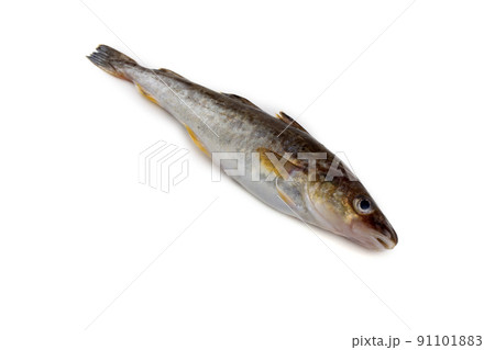 Saffron cod 91101883