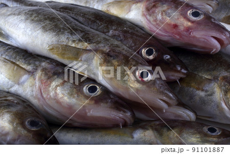 Saffron cod 91101887