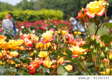 市川動植物園の黄色のバラの花 91102152