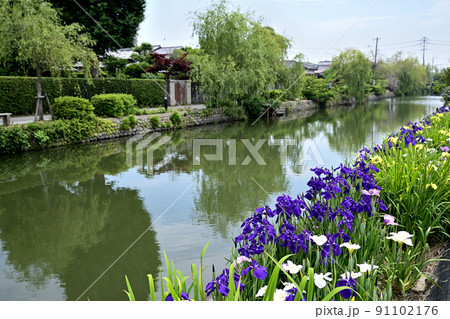水辺に咲く花菖蒲 91102176