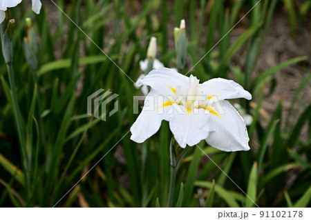 水辺に咲く花菖蒲 91102178