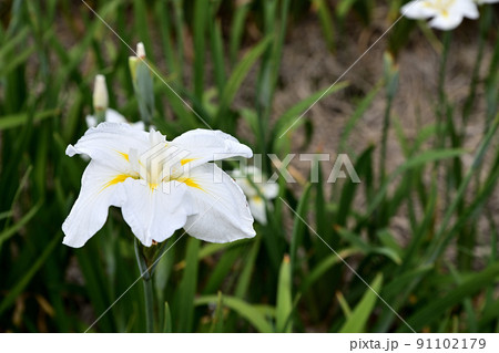 水辺に咲く花菖蒲 91102179
