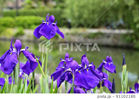 水辺に咲く花菖蒲 91102180