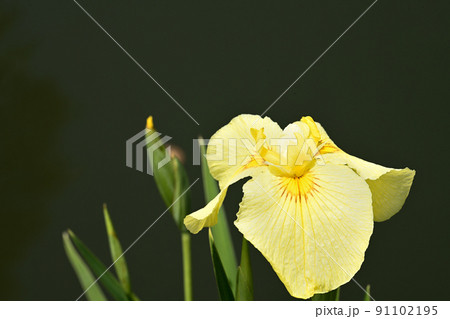水辺に咲く花菖蒲 水辺に咲く花菖蒲 91102195