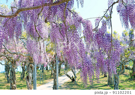 せらふじ園 91102201