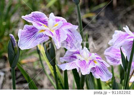 水辺に咲く花菖蒲 91102202