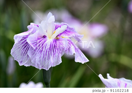水辺に咲く花菖蒲 水辺に咲く花菖蒲 91102218