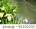 水辺に咲く花菖蒲 91102232