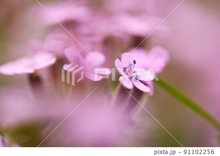 pink Saponaria ocymoides in sunny spring day pink Saponaria ocymoides in sunny spring day 91102256