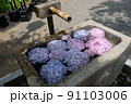 紫陽花の花手水 91103006