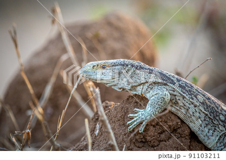 Rock monitor lizard standing on a termite mount. Rock monitor lizard standing on a termite mount. 91103211